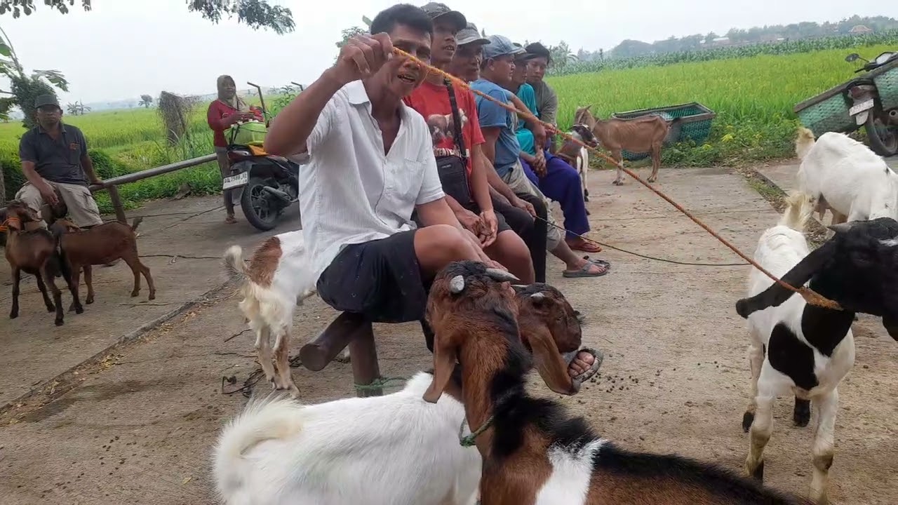 Harga kambing terkini@ksngssun