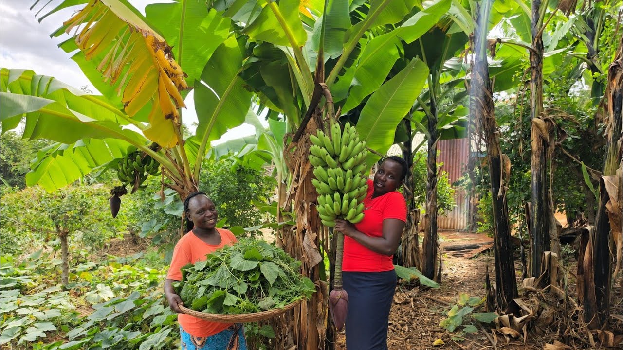 🍀slow  living in village life Africa 🌍 harvesting, green bananas,vegetables and green maize 🌽 