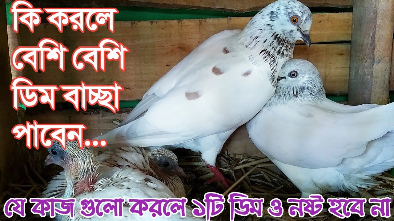 বেশি বেশি ডিম বাচ্ছা পাওয়ার উপাই||ডিম বাচ্ছা কিভাবে বেশি পাবো|ডিম নষ্ট হয় কেনো|বাচ্ছা নষ্ট যেনো নাহয়
