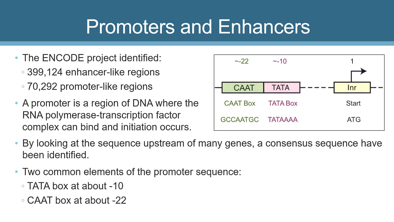 Elements of Genomic Structure