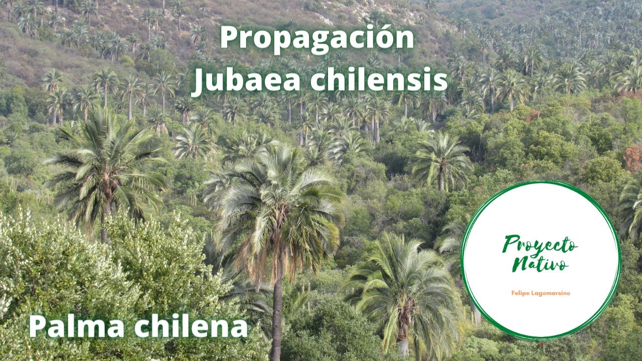 Propagación de la palma chilena (Jubaea chilensis) Proyecto Nativo
