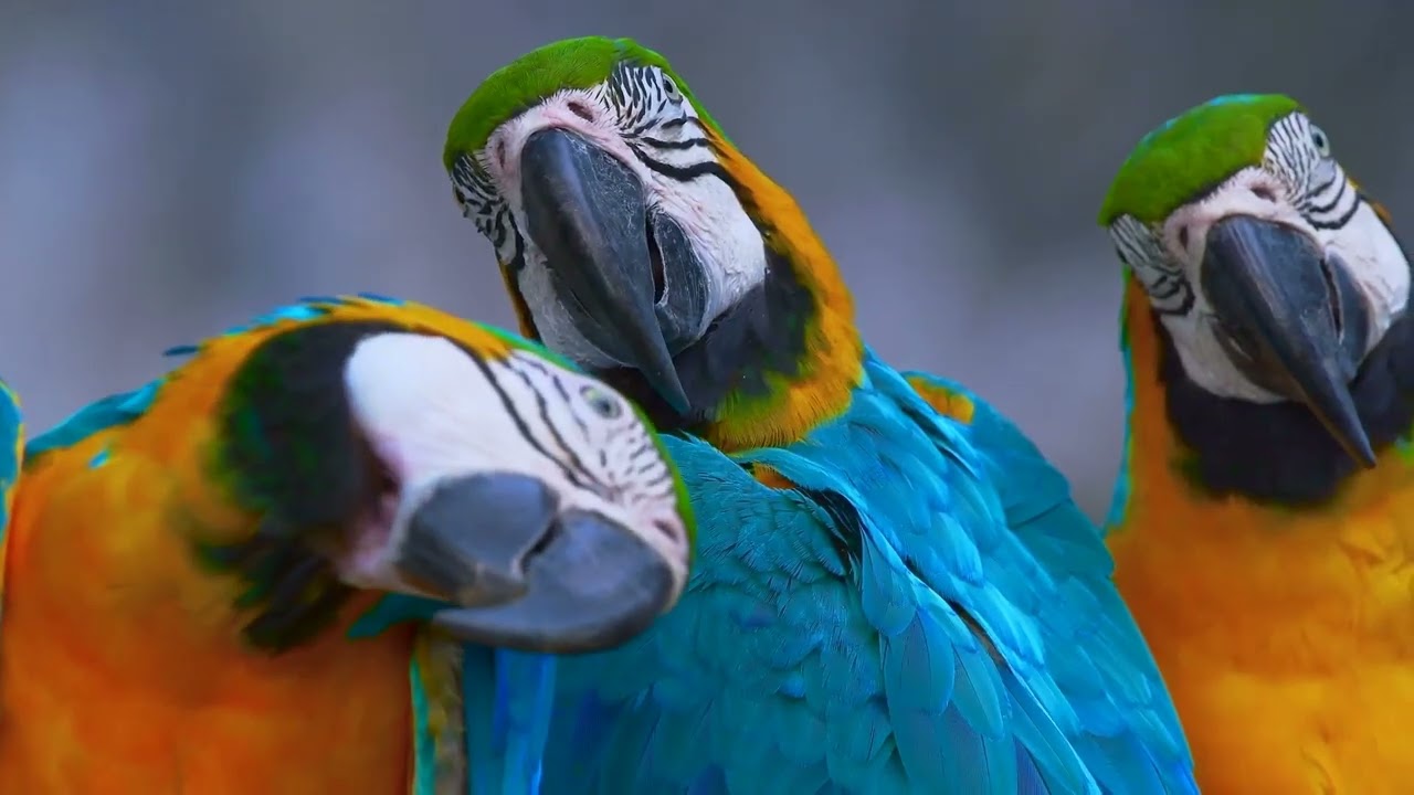 🐦 DOCUMENTARY SERIES: BIRDS OF THE WORLD -  PARROTS: THE BRAINS OF THE BIRD WORLD