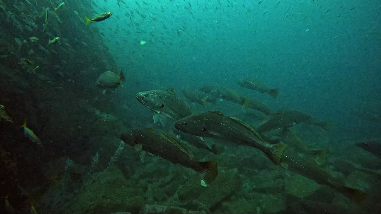 Hunting Jewfish [Mulloway] Spearfishing Gold Coast Australia