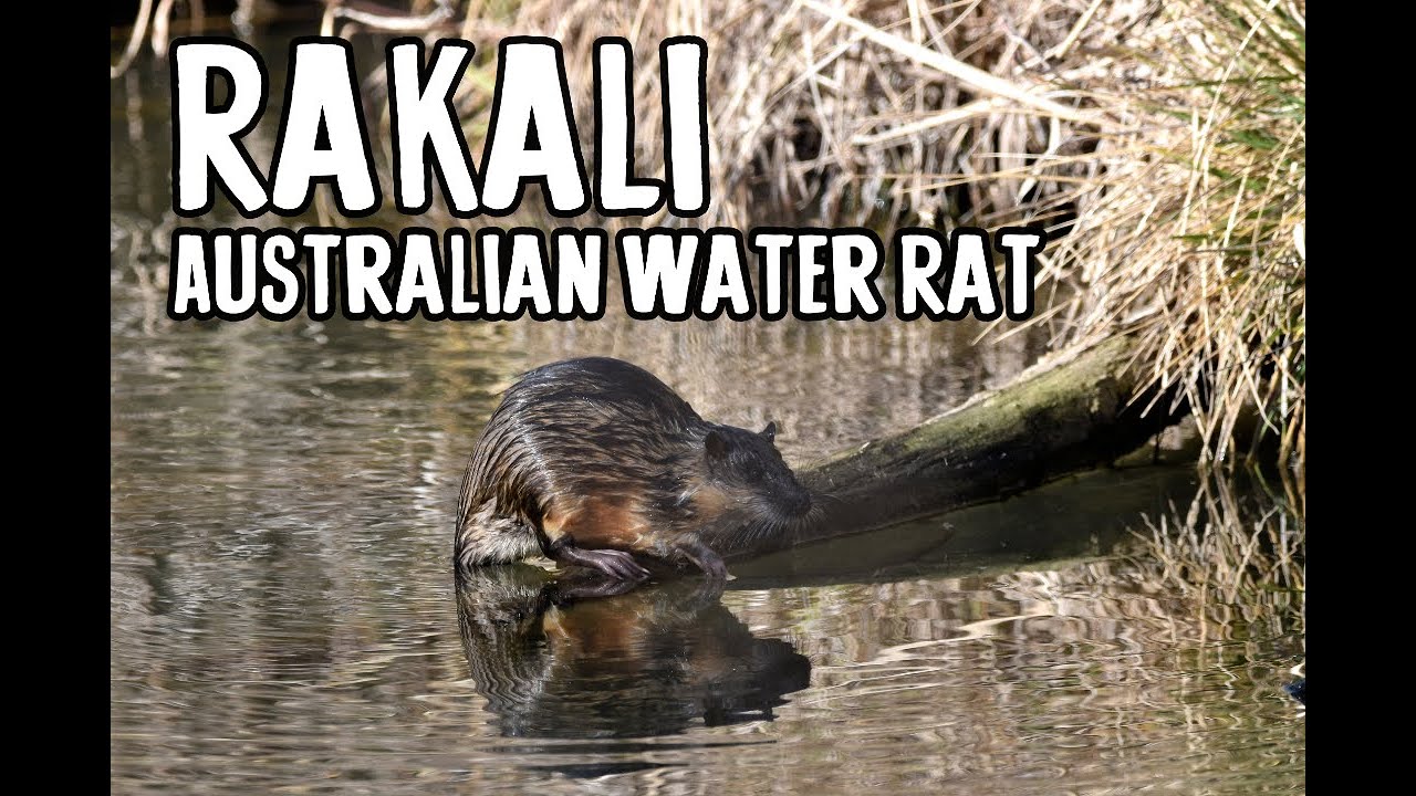 Rakali - The Australian Water Rat