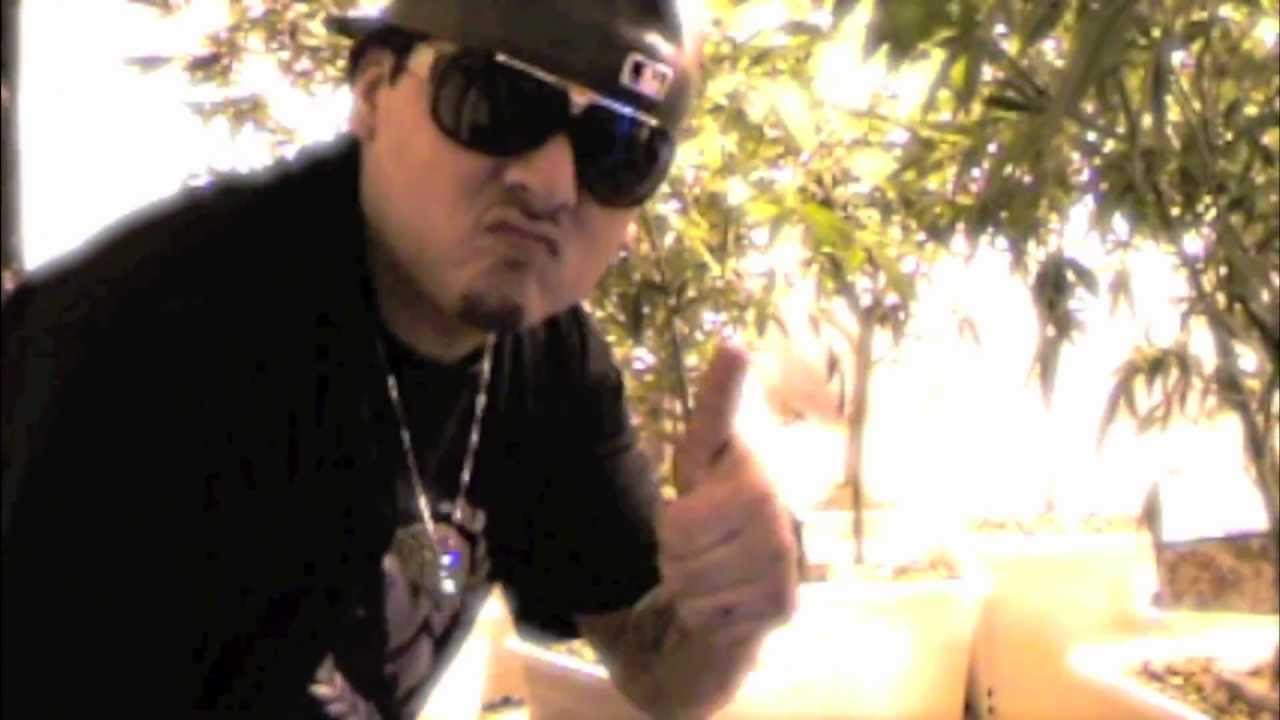 TOP SHELF*  PURPLE LOTUS ANTHEM STONY DANZA MEXICAN WEEDHEADZ FAZEY FAZE