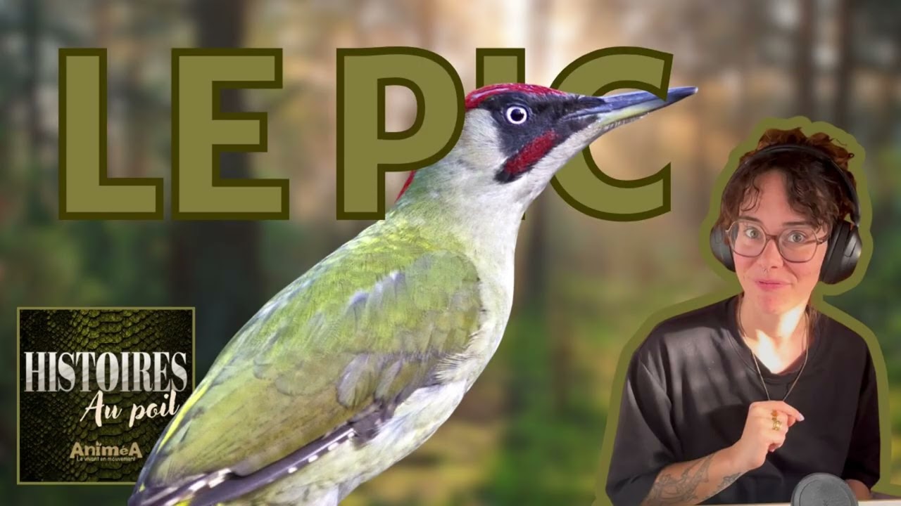 Le Pic : portrait de l’oiseau qui tambourine dans les arbres 🔨