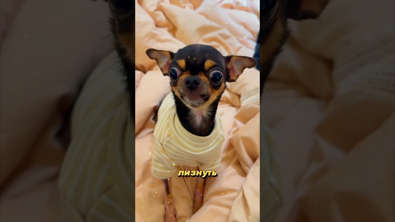 Маленький агрессор. Чихуахуа 🐾🐶
