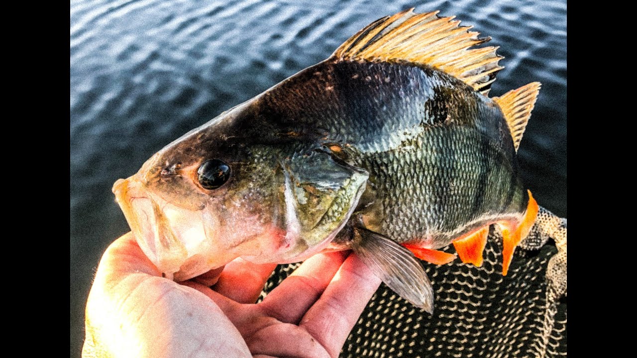 Perch Fishing With FFS Lures