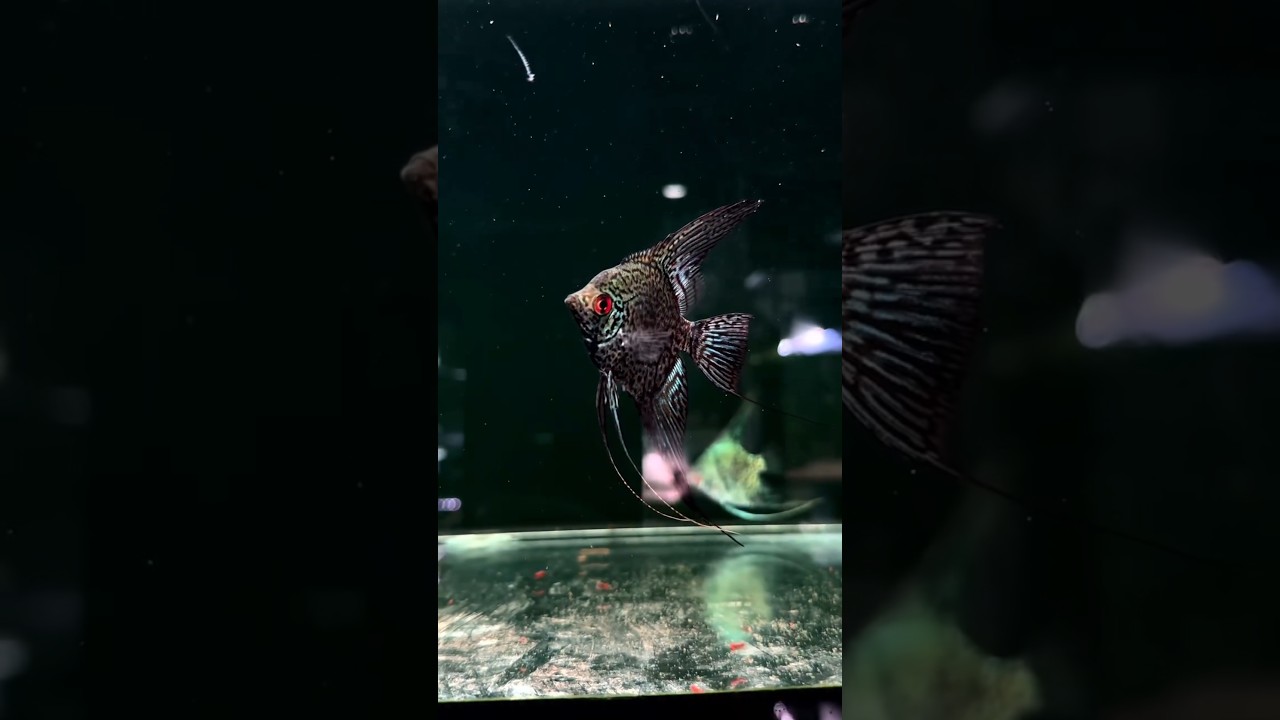 the most beautiful Angelfish I have seen till now 