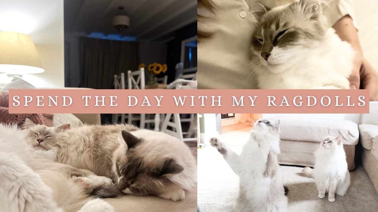 A Full Day In The Life Of My RAGDOLL CATS | grooming, playing, sleep routine, harness training + Q&A