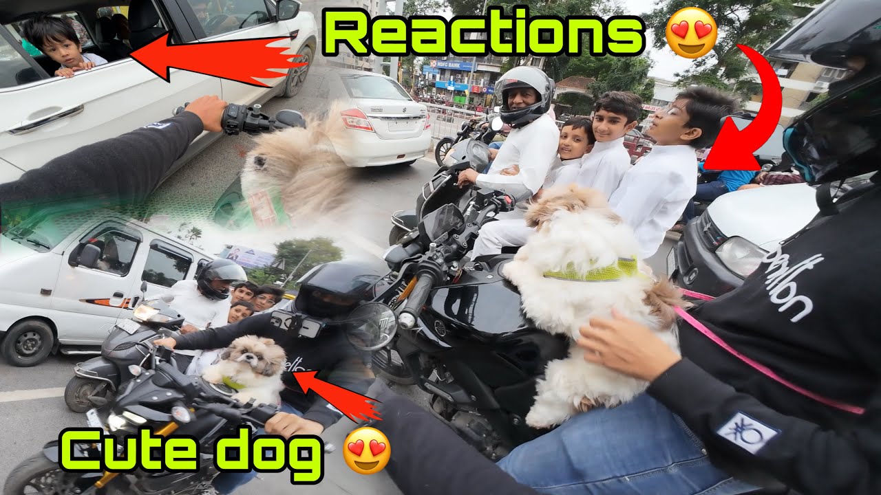 Public Reaction On My Cute Pets | Ride With My Cat & Dog | #dog #reaction #motovlog #publicreaction