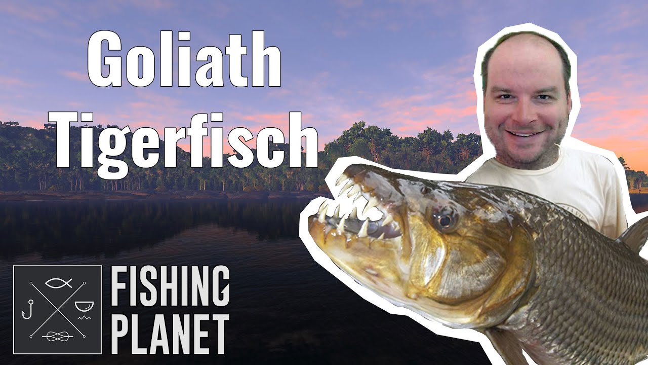 Goliath Tigerfische am Kongo! || Fishing Planet || PantoffelPlays
