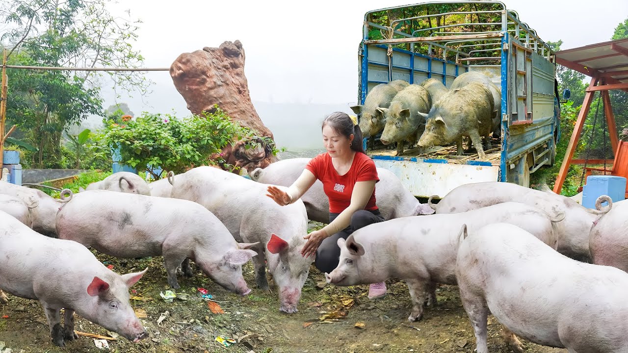 Use Truck Buying Many Pigs Goes To Market Sell, Daily Farm - Farm Life