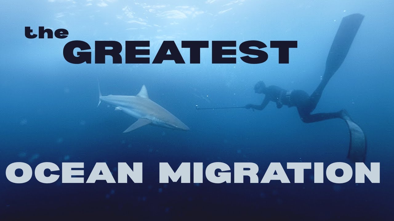 Inside the Feeding Frenzy: The Sardine Run of South Africa