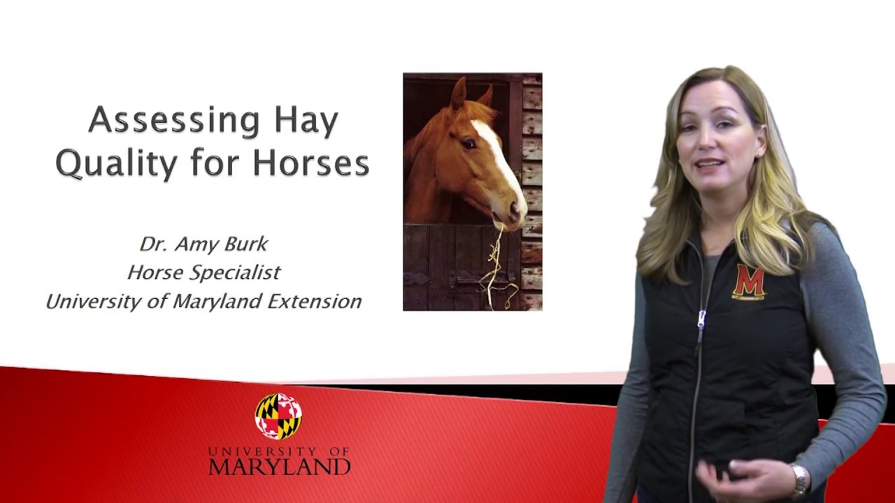 How to Evaluate Hay Quality