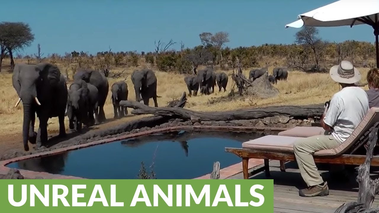 Surprise visit from wild elephants drink from pool