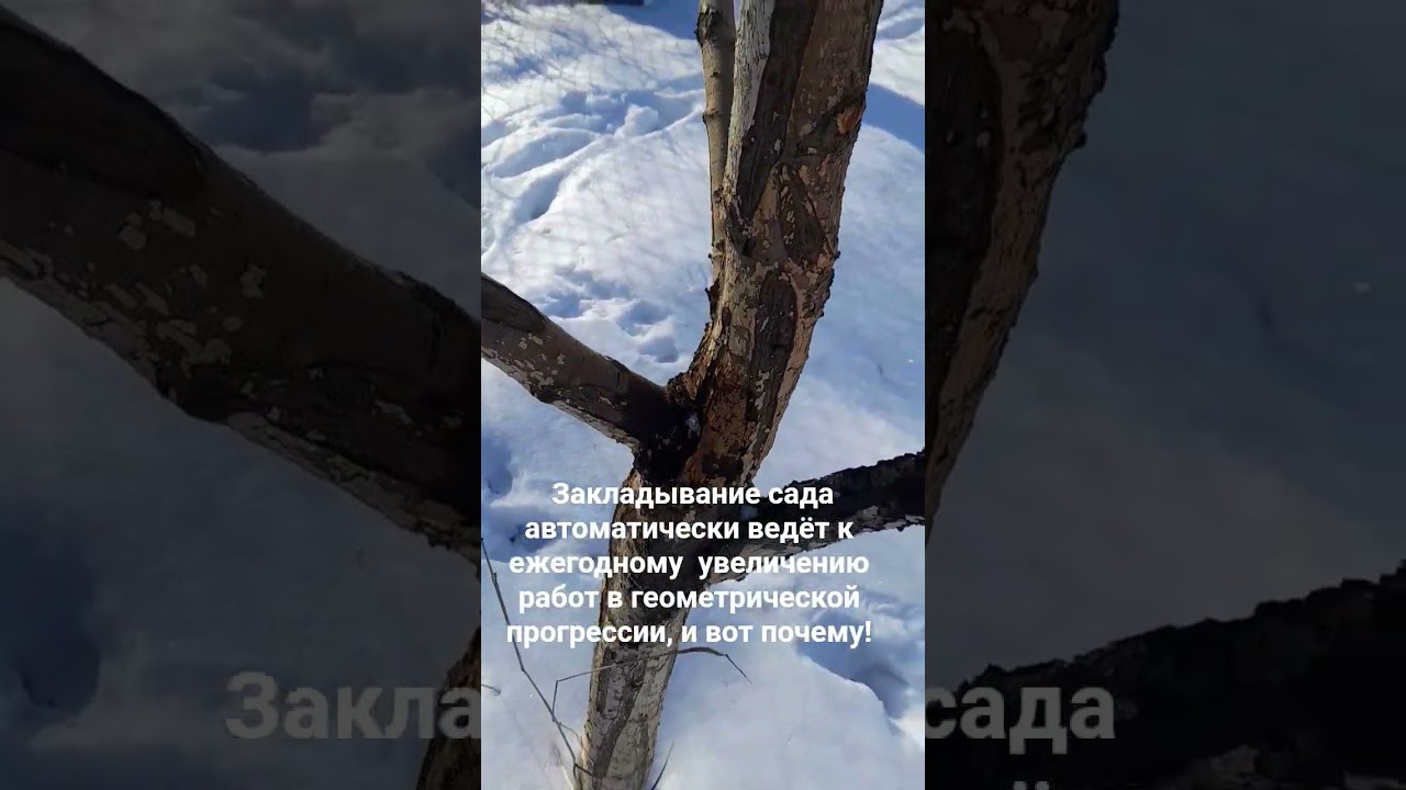 #Закладываниесада#автоматически#ведёт #к#ежегодному  #увеличению#работ #в #геометрической#прогрессии