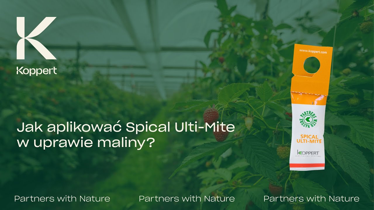 Jak używać Spical Ulti-Mite w uprawie maliny? | Koppert Polska