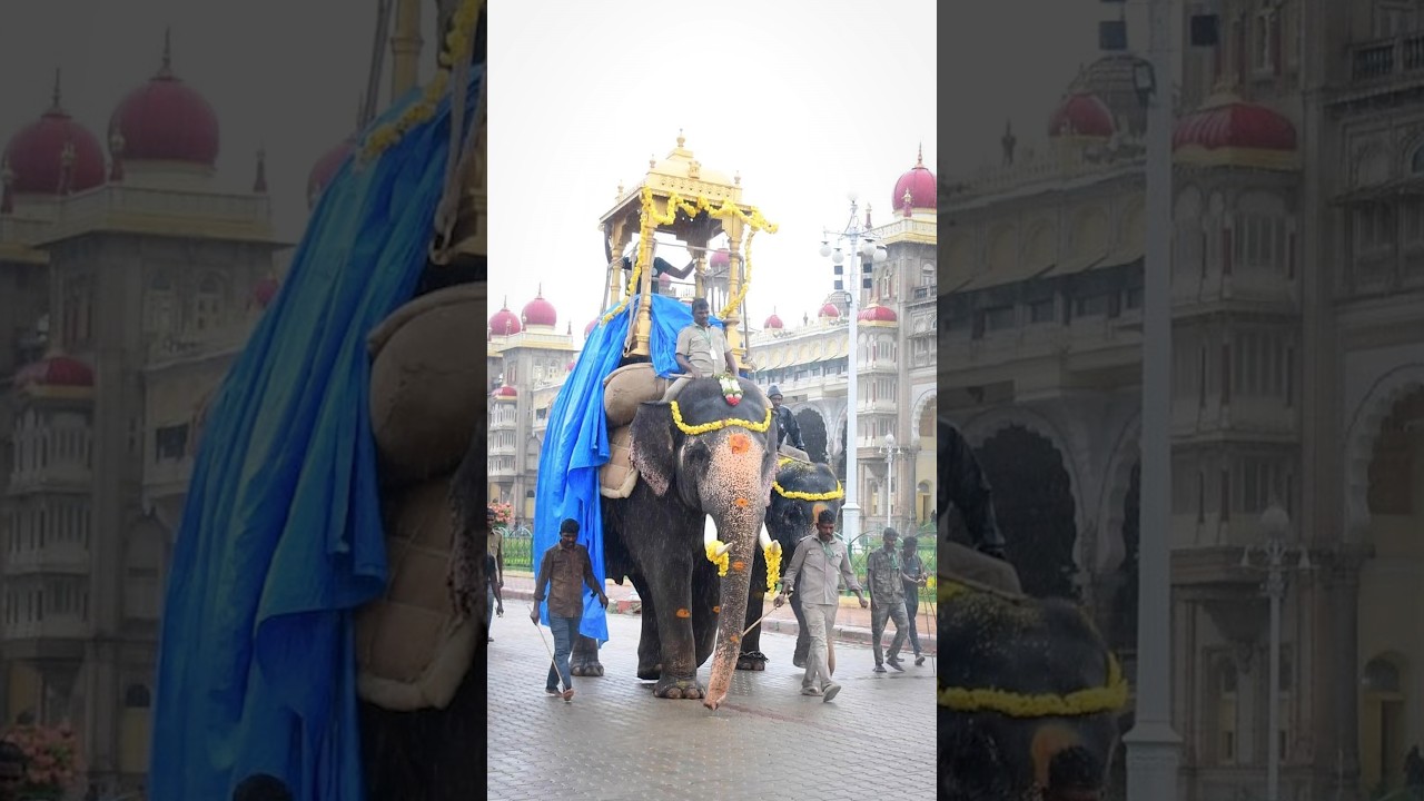 Mahendra Elephant Wooden Howdah Rehearsal #mysurudasara2026 #dasaraelephants