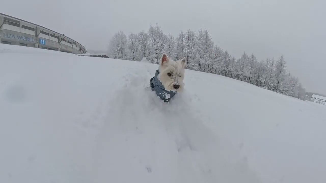 Westie Run Two