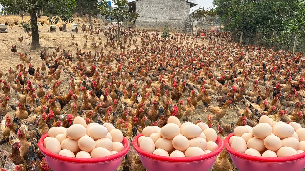 How to raise chickens for business - Harvesting eggs and raising chicks.