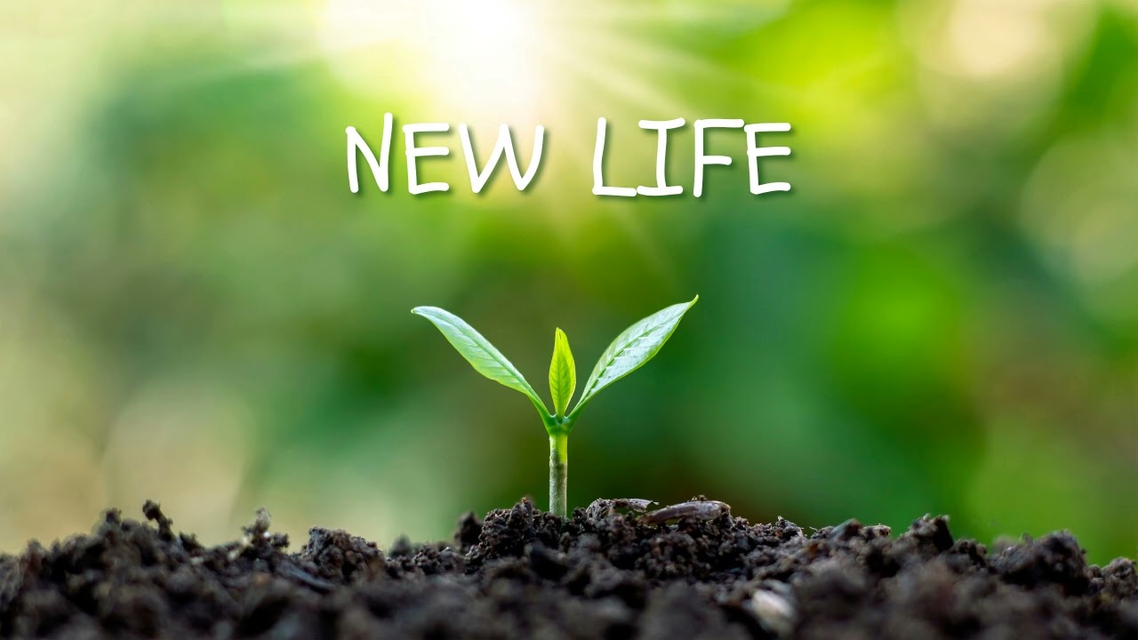 NEW LIFE