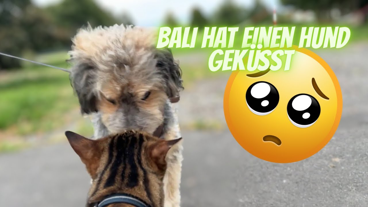 Kleiner Abend Spaziergang mit den Katzen. 🐈‍⬛