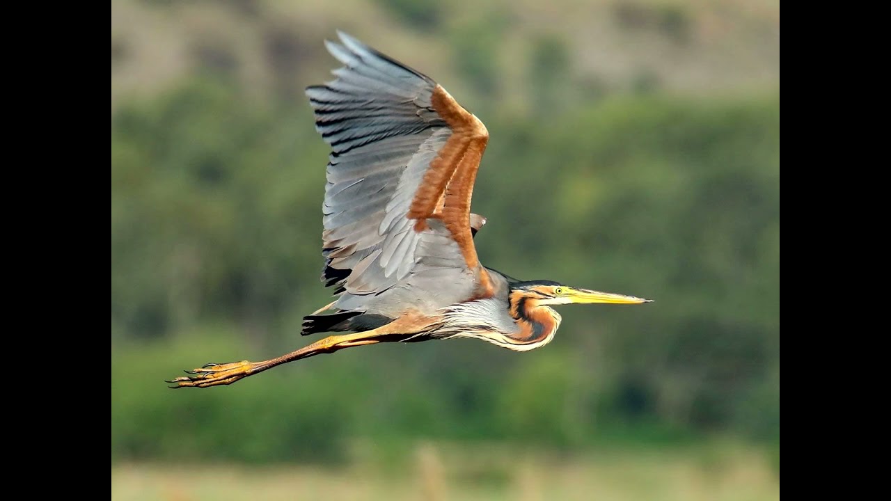 Ardea Purpurea