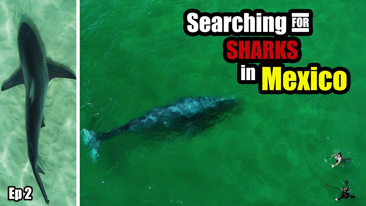 Sharks, Whales, and the Wildest Waters in Mexico