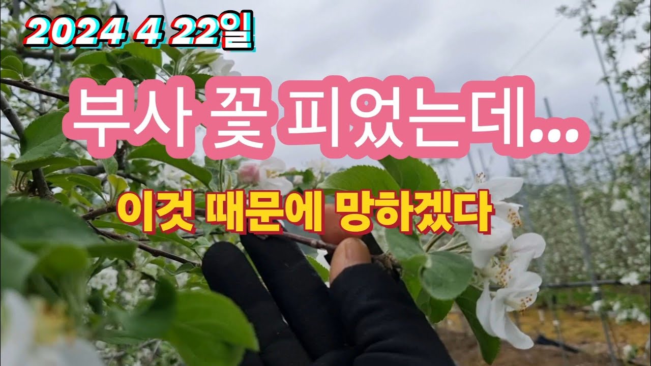 부사꽃 잘 피었는데..?올해는 이것 때문에 망하겠다?