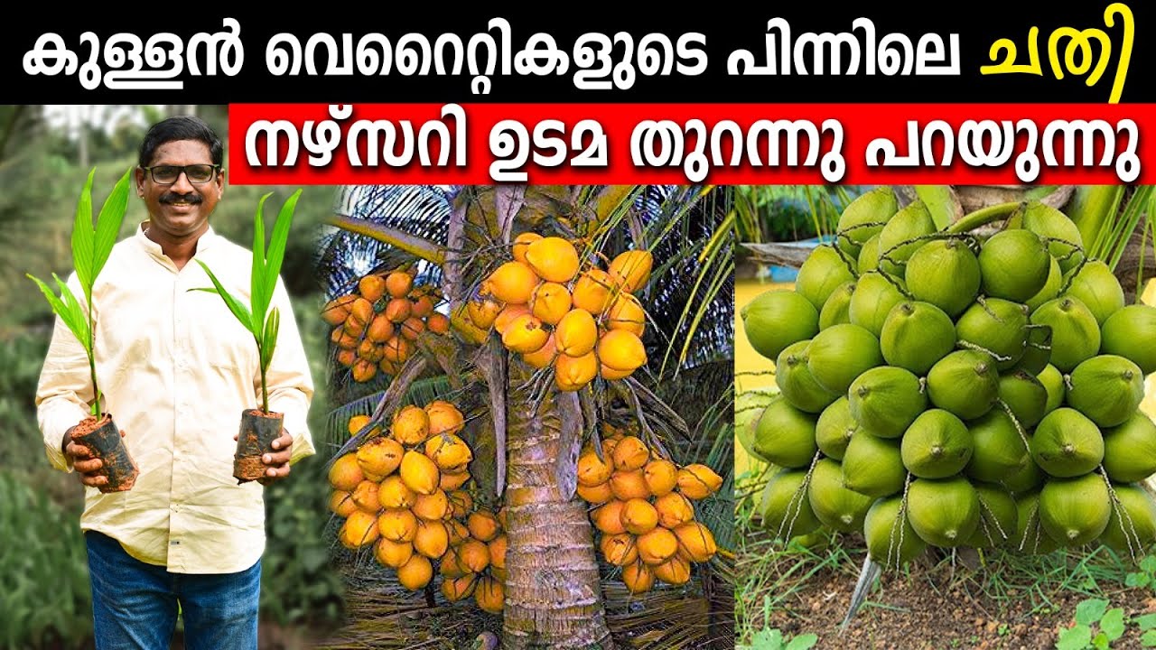 കുള്ളന്‍ വെറൈറ്റികളുടെപിന്നിലെ ചതി|2023ല്‍ വീട്ടില്‍ വയ്ക്കേണ്ട മികച്ച തെങ്ങും കവുങ്ങും വെറൈറ്റികള്‍