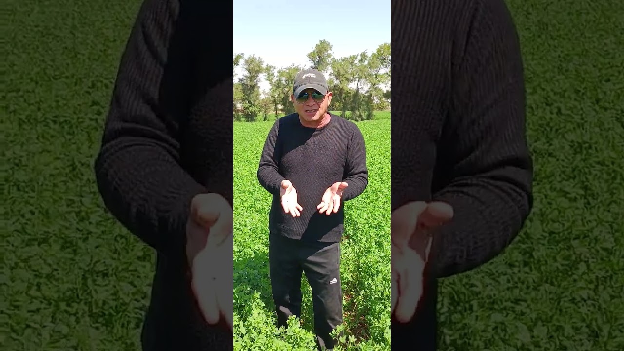 محصول ( الجت ) البرسيم الحساوي وكيفية الحفاظ علية خلال أشهر الصيف باعلي جودة وتحقيق اعلي عائد منة.