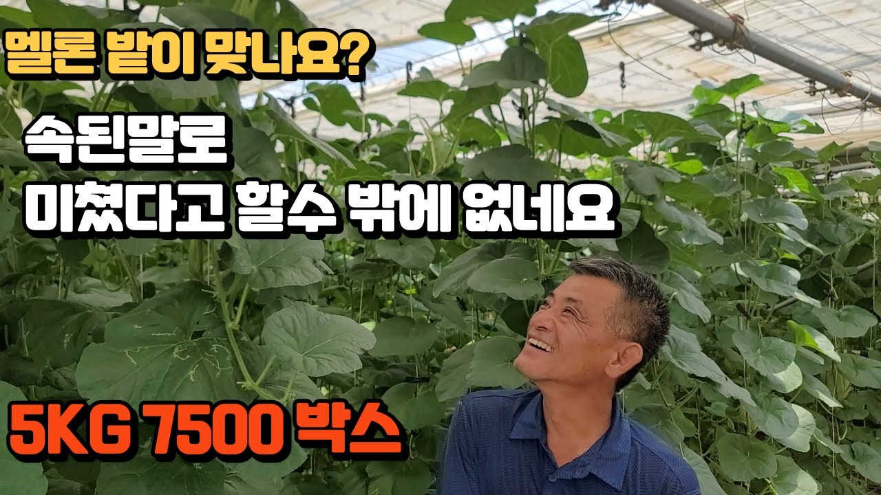 칸탈로프 멜론재배 1800평 9700주 7500박스 엄청난 세력 멜론 밭은 첨입니다 단비미생물 PF농법