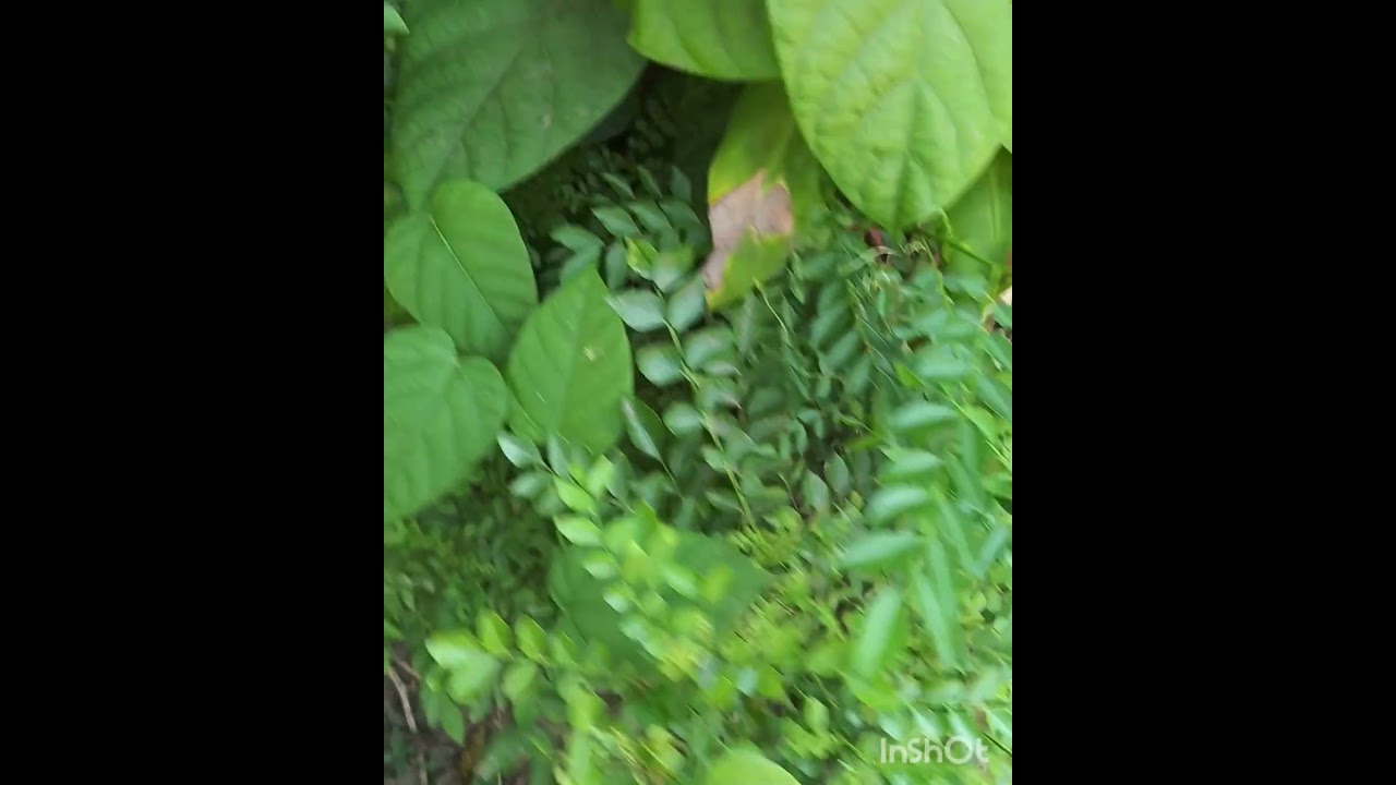 കളയാതിനി ചുവട്ടിൽ ഒഴിക്കൂ മുറ്റം നിറയെ കറിവേപ്പ്..#krishi#positivelifestyle