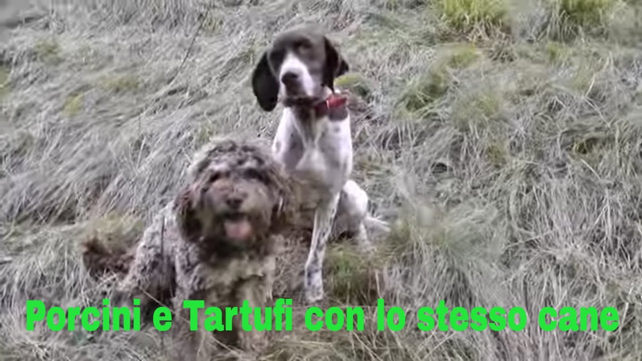 PORCINI e TARTUFI con lo stesso CANE