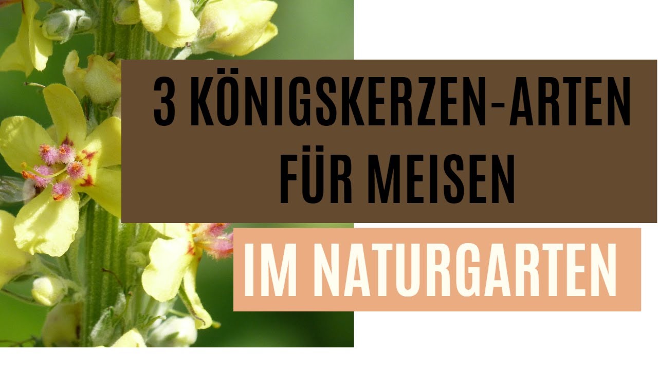 Königskerzen für Meisen