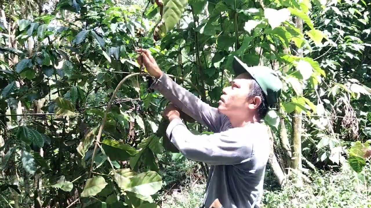 sahabat petani cekatan // proses service total kopi yang tidak terawat