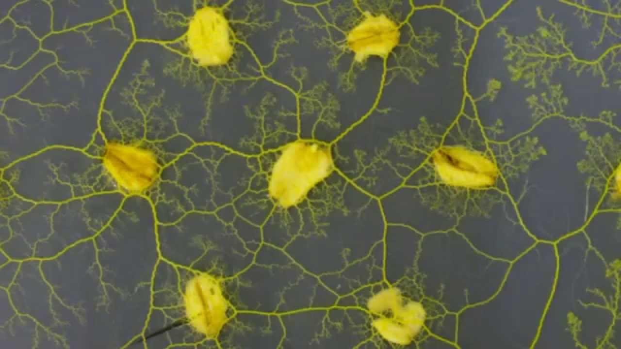 Physarum