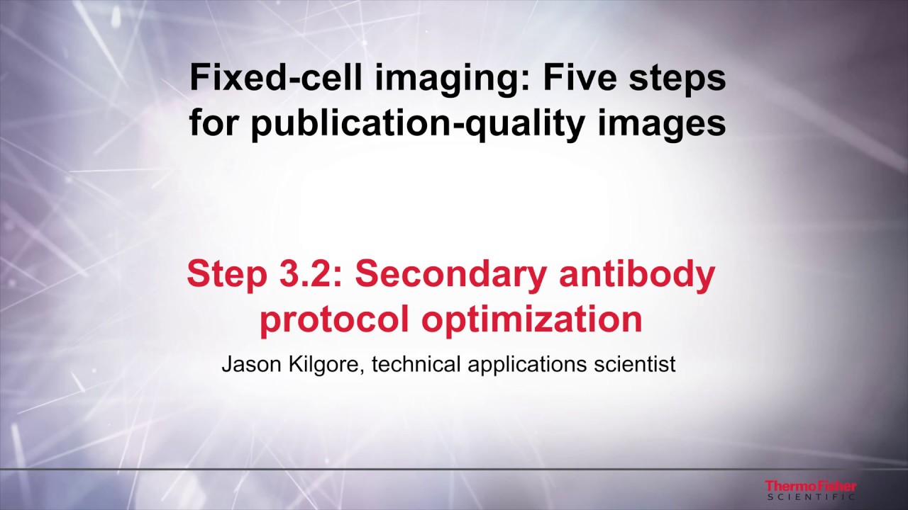 3.2 Secondary antibody optimization&ndash;Fixed cell imaging: 5 steps for publication-quality images