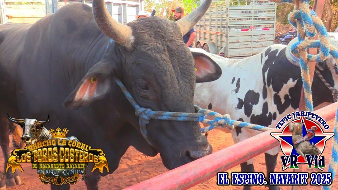 ¡¡¡JUGADA DRAMÁTICA!!! SON LOS TOROS DE RANCHO LA CORAL EN EL ESPINO 2025