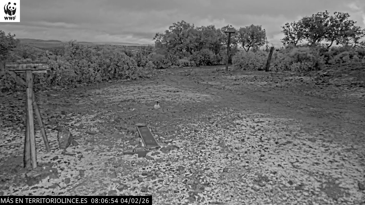 Emisión en directo Territorio Lince