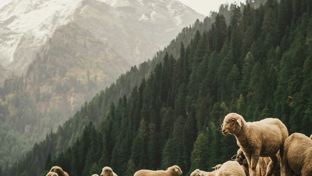 The Lord Is My Shepherd