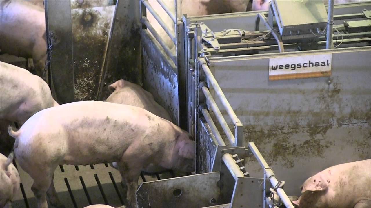 Stap in de Stal | Boerderij Agro-Zicht | Weekend van het Varken