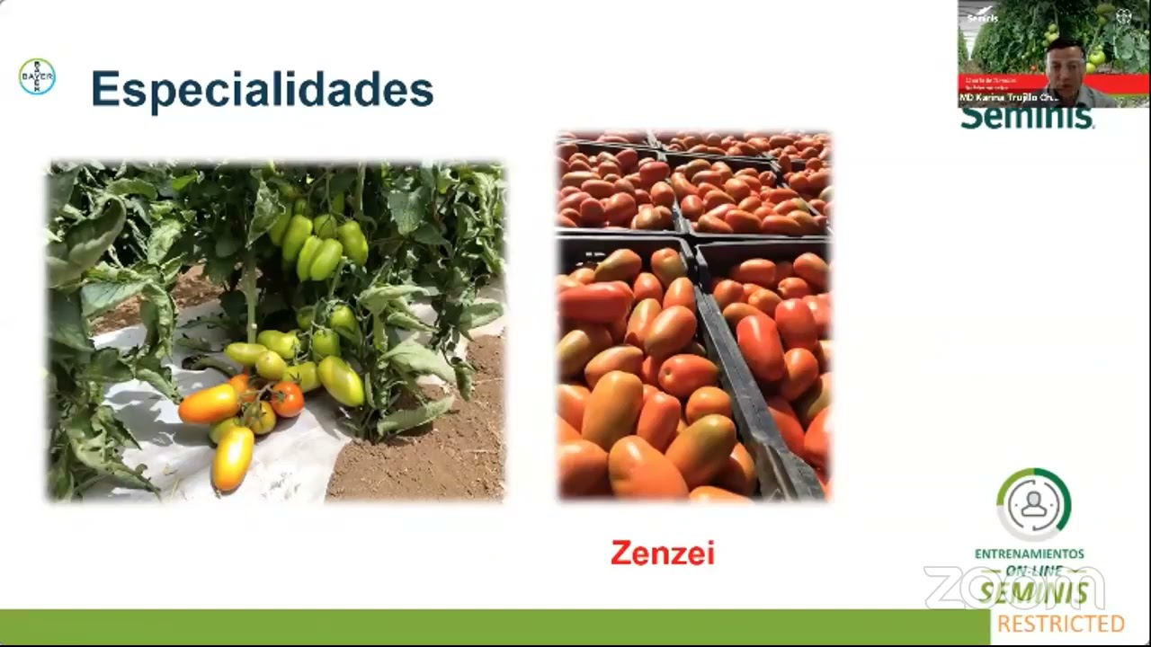 Manejos técnicos tomates indeterminados - Entrenamiento Online