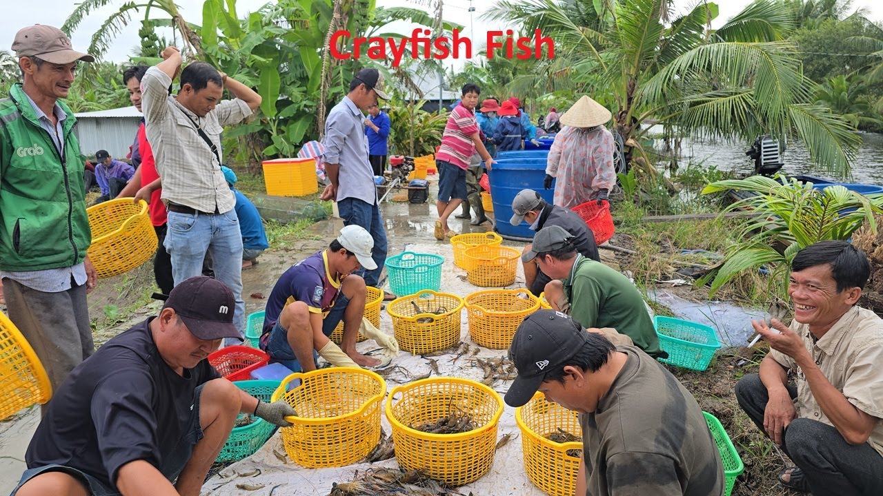 Live | Độc Lạ Miền Tây Mò Tôm Càng Xanh, Kích Cá Khổng Lồ | Fishing Crayfish