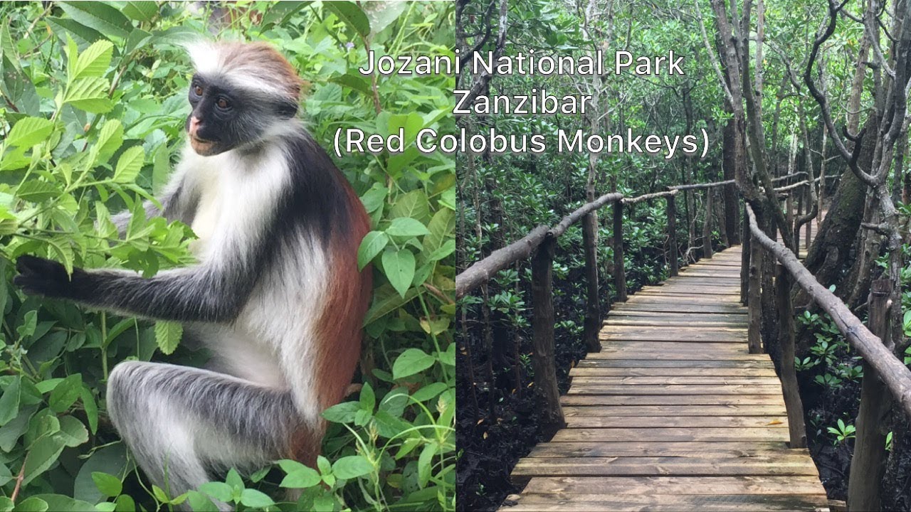 Jozani National Park, Zanzibar (Red Colobus Monkeys) 2019