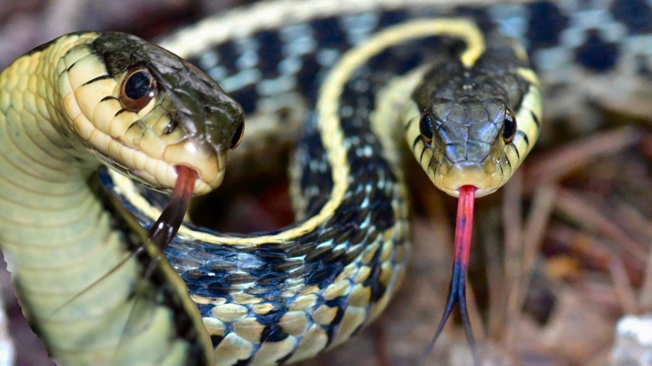 Garter Snakes: The Truth about the Snake in Your Backyard