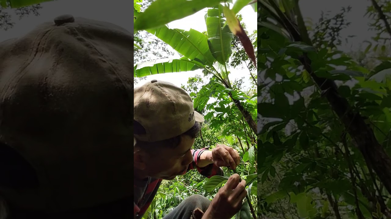 rahasia panen kopi cepat degan stek kopi robimson sejak dini #Belajar Bertani Pedesaan # kopi jambu