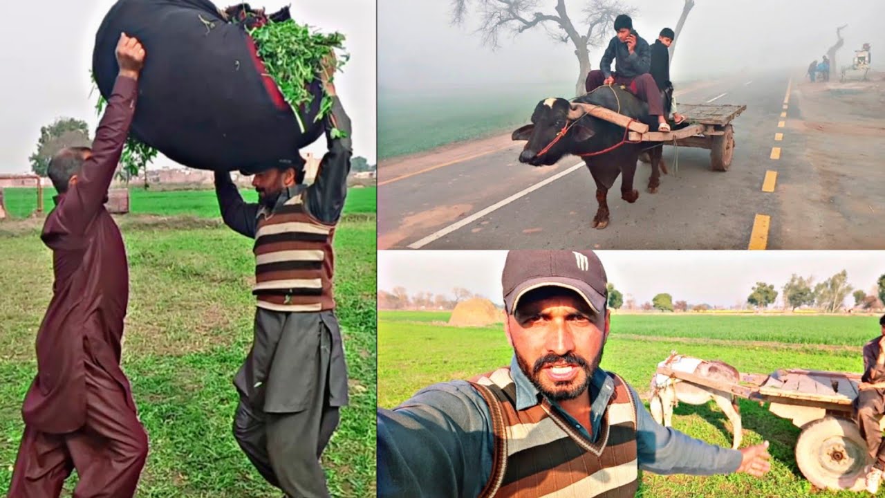 Janwron ka Chara Boht Mushkal sy Banta hy 🥵 Pakistan Village life 