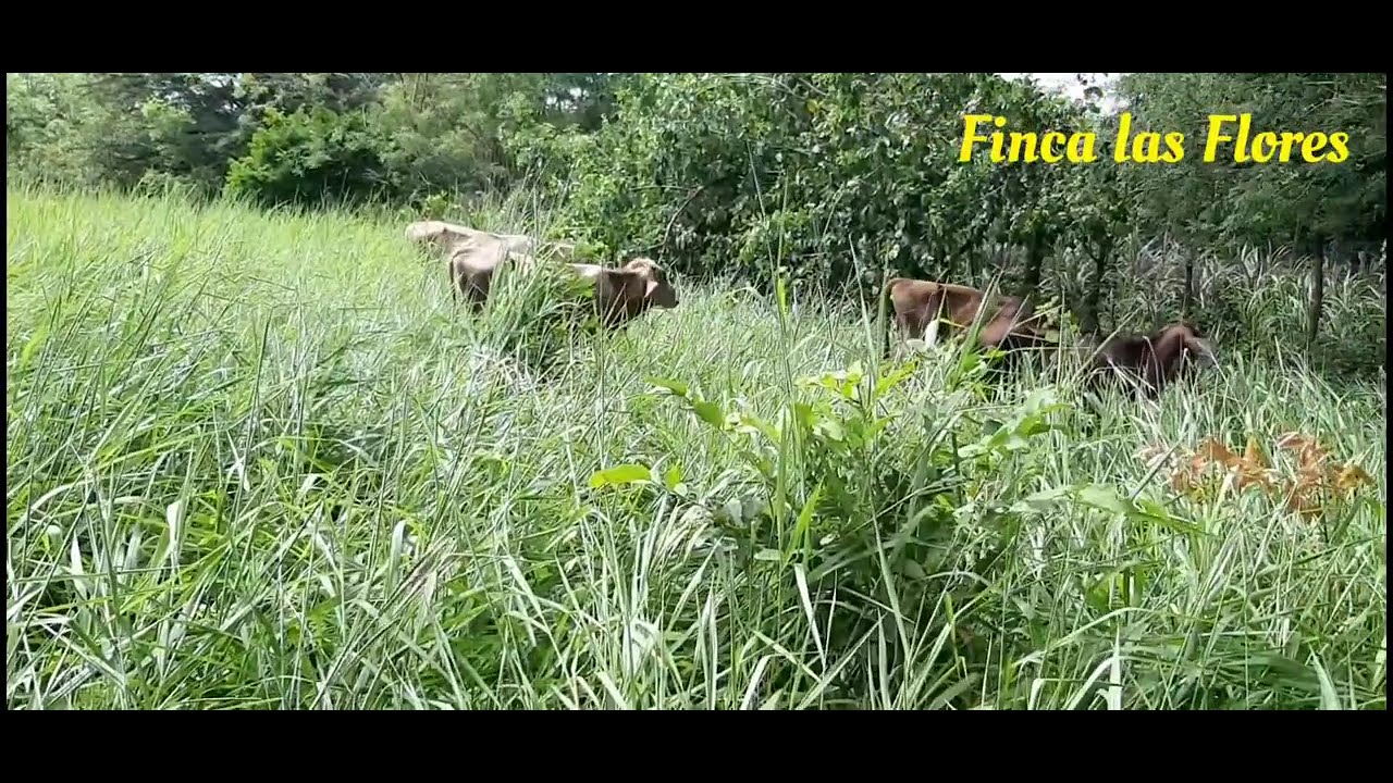 PASTO BRACHIARIA BRIZANTHA .Finca las Flores...zacatecoluca la paz el Salvador.